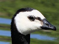 Barnacle Goose (Head, Beak & Eyes) - pic by Nigel Key