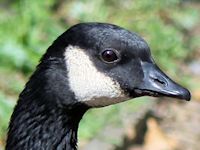 Canada Goose (Head, Beak & Eyes) - pic by Nigel Key