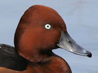 Ferruginous Duck (Head, Beak & Eyes) - pic by Nigel Key