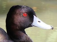 Southern Pochard (Head, Beak & Eyes) - pic by Nigel Key
