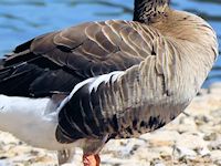 Lesser White-Fronted Goose (Breast & Body) - pic by Nigel Key