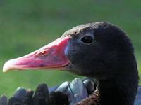 Spur-Winged Goose (Head, Beak & Eyes) - pic by Nigel Key