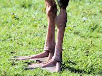 Spur-Winged Goose (Legs & Feet) - pic by Nigel Key