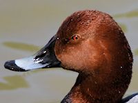 Pochard (Head, Beak & Eyes) - pic by Nigel Key