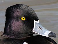 Ring-Necked Duck (Head, Beak & Eyes) - pic by Nigel Key