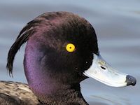 Tufted Duck (Head, Beak & Eyes) - pic by Nigel Key