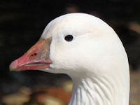 Ross's Goose (Head, Beak & Eyes) - pic by Nigel Key