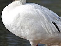 Snow Goose (Breast & Body) - pic by Nigel Key