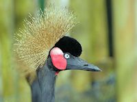 Black-Crowned Crane (Crown, Bill & Eyes) - pic by Nigel Key