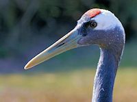 Red-Crowned Crane (Crown, Bill & Eyes) - pic by Nigel Key