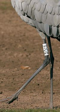 Eurasian Crane (Legs & Feet) - pic by Nigel Key
