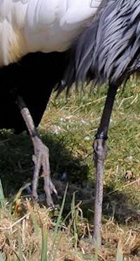 Grey-Crowned Crane (Legs & Feet) - pic by Nigel Key