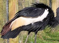 Black-Crowned Crane (Plumage) - pic by Nigel Key