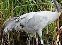 Eurasian Crane (Plumage) - pic by Nigel Key