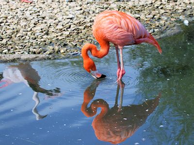 American Flamingo (WWT Slimbridge August 2011) - pic by Nigel Key