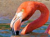 American Flamingo (Bill & Eyes) - pic by Nigel Key