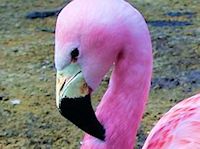Andean Flamingo (Bill & Eyes) - pic by Nigel Key