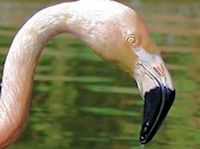 Chilean Flamingo (Bill & Eyes) - pic by Nigel Key