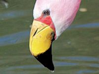 James's Flamingo (Bill & Eyes) - pic by Nigel Key