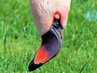 Lesser Flamingo (Bill & Eyes) - pic by Nigel Key