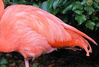 American Flamingo (Plumage) - pic by Nigel Key