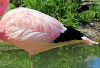 Andean Flamingo (Plumage) - pic by Nigel Key