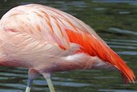 Chilean Flamingo (Plumage) - pic by Nigel Key