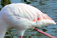 Greater Flamingo (Plumage) - pic by Nigel Key