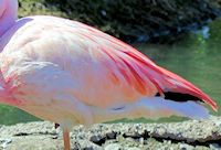 James's Flamingo (Plumage) - pic by Nigel Key