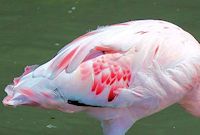 Lesser Flamingo (Plumage) - pic by Nigel Key