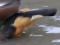 South African Shelduck (Tail) - pic by Nigel Key