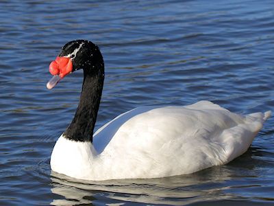 Black-Necked Swan (WWT Slimbridge November 2017) - pic by Nigel Key