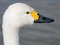 Bewick's Swan (Bill & Eyes) - pic by Nigel Key