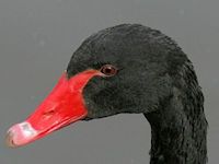 Black Swan (Bill & Eyes) - pic by Nigel Key
