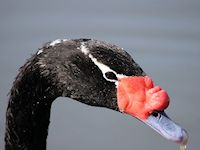 Black-Necked Swan (Bill & Eyes) - pic by Nigel Key