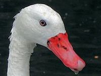 Coscoroba Swan (Bill & Eyes) - pic by Nigel Key