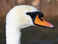 Mute Swan (Bill & Eyes) - pic by Nigel Key