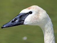 Trumpeter Swan (Bill & Eyes) - pic by Nigel Key