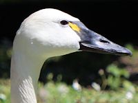 Whistling Swan (Bill & Eyes) - pic by Nigel Key