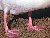 Black-Necked Swan (Legs) - pic by Nigel Key