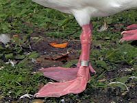 Coscoroba Swan (Legs) - pic by Nigel Key