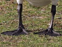 Mute Swan (Legs) - pic by Nigel Key