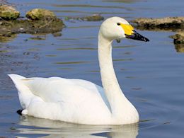 Bewick's Swan (WWT Slimbridge April 2014) - pic by Nigel Key