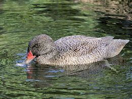 Freckled Duck (WWT Slimbridge  20) - pic by Nigel Key