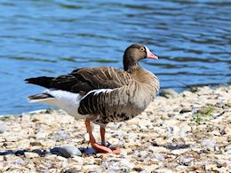 Lesser White-Fronted Goose (WWT Slimbridge  20) - pic by Nigel Key