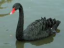 Black Swan (WWT Slimbridge 12/10/08) ©Nigel Key