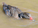 Freckled Duck (WWT Slimbridge 12/10/08) ©Nigel Key
