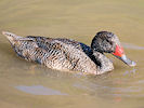 Freckled Duck (WWT Slimbridge 12/10/08) ©Nigel Key