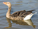 Greylag Goose (WWT Slimbridge 12/10/08) ©Nigel Key