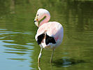 Andean Flamingo (WWT Slimbridge 03/06/09) ©Nigel Key
